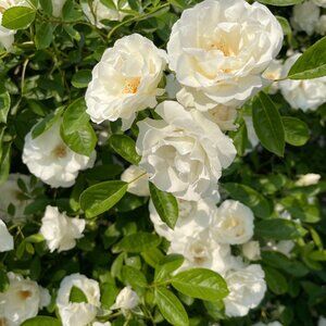 Meet your Posher, Vivienne